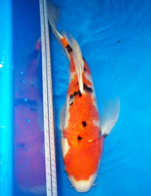 Koi for Sale - 18 Inch Female Sanke