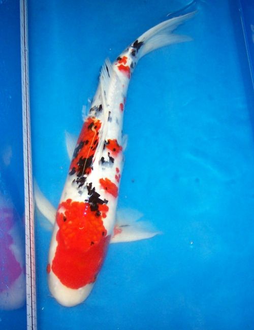 Koi for Sale - 23 Inch Male Sanke