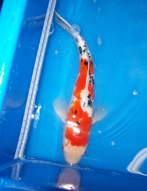 Koi for Sale - 16 Inch Male Sanke