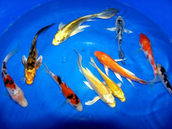 Garden Package A - Mixed Regular and Butterfly Fin Koi